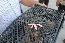 YARALI KUŞU, İŞÇİLER KURTARDI