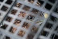 YARALI KUŞU, İŞÇİLER KURTARDI