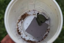 HAŞERELERE KARŞI AVCI BÖCEK ÖNLEMİ