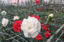 ZAMBAKLAR ÇİÇEK AÇTI...