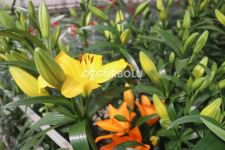 ZAMBAKLAR ÇİÇEK AÇTI...