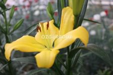 ZAMBAKLAR ÇİÇEK AÇTI...