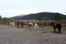 ATLARIN SAHİPLERİNE DE TEST YAPILDI