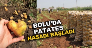 BOLU'DA PATATES HASADI BAŞLADI