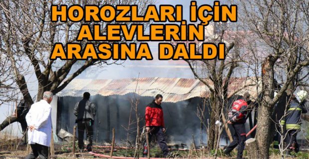 HOROZLARI İÇİN CANINDAN OLUYORDU