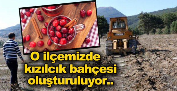 YETİŞECEK KIZILCIKLAR KÖY HALKINA DAĞITILACAK