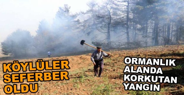 ORMAN YANGININDA 10 DÖNÜM YANDI