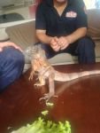 CAMİNİN DEPOSUNDAN İGUANA ÇIKTI