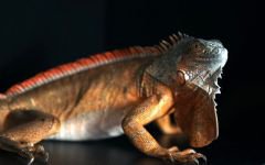 CAMİNİN DEPOSUNDAN İGUANA ÇIKTI
