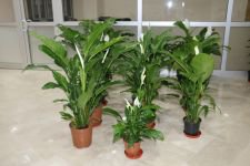 ÇİÇEKLERLER ENGELLİLER İÇİN SATILIYOR