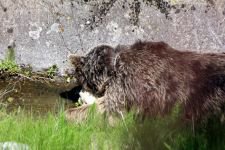 DİĞER HAYVANLARA YEM OLACAK