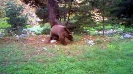 DOĞADAKİ VAHŞİ HAYVANLAR GÖRÜNTÜLENDİ