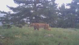 DOĞADAKİ VAHŞİ HAYVANLAR GÖRÜNTÜLENDİ