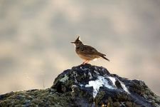 ÖNCEDEN ÖLDÜRÜYORDU, ŞİMDİ ÖLÜMSÜZLEŞTİRİYOR