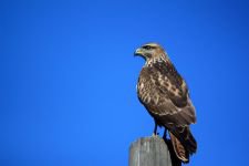 ÖNCEDEN ÖLDÜRÜYORDU, ŞİMDİ ÖLÜMSÜZLEŞTİRİYOR