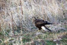 ÖNCEDEN ÖLDÜRÜYORDU, ŞİMDİ ÖLÜMSÜZLEŞTİRİYOR