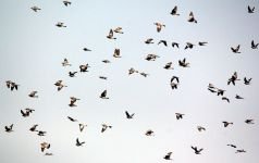 ÖNCEDEN ÖLDÜRÜYORDU, ŞİMDİ ÖLÜMSÜZLEŞTİRİYOR