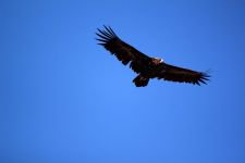 ÖNCEDEN ÖLDÜRÜYORDU, ŞİMDİ ÖLÜMSÜZLEŞTİRİYOR