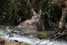 GEYİK DONMAK ÜZEREYKEN BULUNDU