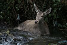 GEYİK DONMAK ÜZEREYKEN BULUNDU