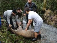 GEYİK DONMAK ÜZEREYKEN BULUNDU