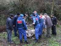 GEYİK DONMAK ÜZEREYKEN BULUNDU