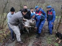 GEYİK DONMAK ÜZEREYKEN BULUNDU
