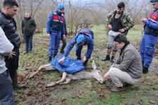 GEYİK DONMAK ÜZEREYKEN BULUNDU