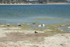 GÖLKÖY'DEKİ KİRLİLİK İSYAN ETTİRDİ