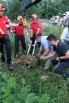 İNEK KURTARMA OPERASYONU