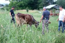İNEK KURTARMA OPERASYONU