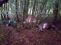 İNEKLERE YILDIRIM ÇARPTI...