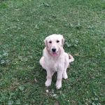 KAYIP KÖPEK 'ADA' ARANIYOR