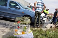 MİNİK KIZ, KAZADA KUŞUNU BIRAKMADI