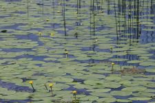 MUHTEŞEM GÖRSEL ŞÖLEN..