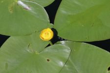 MUHTEŞEM GÖRSEL ŞÖLEN..