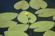 MUHTEŞEM GÖRSEL ŞÖLEN..