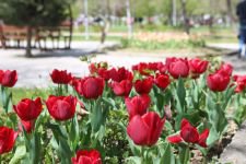 PARK VE BAHÇELERE YAZ GELİYOR