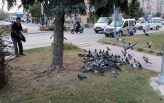 SOKAK HAYVANLARI ONA EMANET