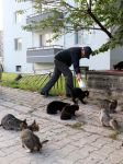SOKAK HAYVANLARI ONA EMANET