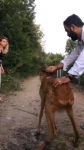 TELLERE TAKILAN KARACAYI VATANDAŞLAR KURTARDI