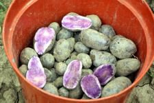 ULUSAL BASINDAN MOR PATATESE BÜYÜK İLGİ