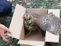 YARALI BAYKUŞUN YARDIMINA KOŞTULAR