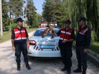 YARALI BAYKUŞUN YARDIMINA KOŞTULAR