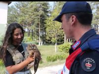 YARALI BAYKUŞUN YARDIMINA KOŞTULAR