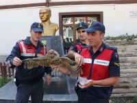 YARALI BAYKUŞUN YARDIMINA KOŞTULAR