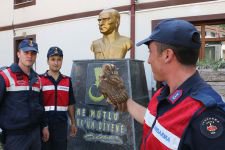 YARALI BAYKUŞUN YARDIMINA KOŞTULAR