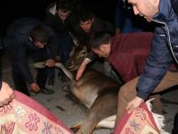 YARALI GEYİĞE VATANDAŞ ŞEVKATİ...