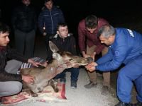 YARALI GEYİĞE VATANDAŞ ŞEVKATİ...