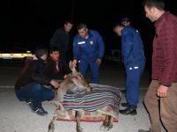 YARALI GEYİĞE VATANDAŞ ŞEVKATİ...